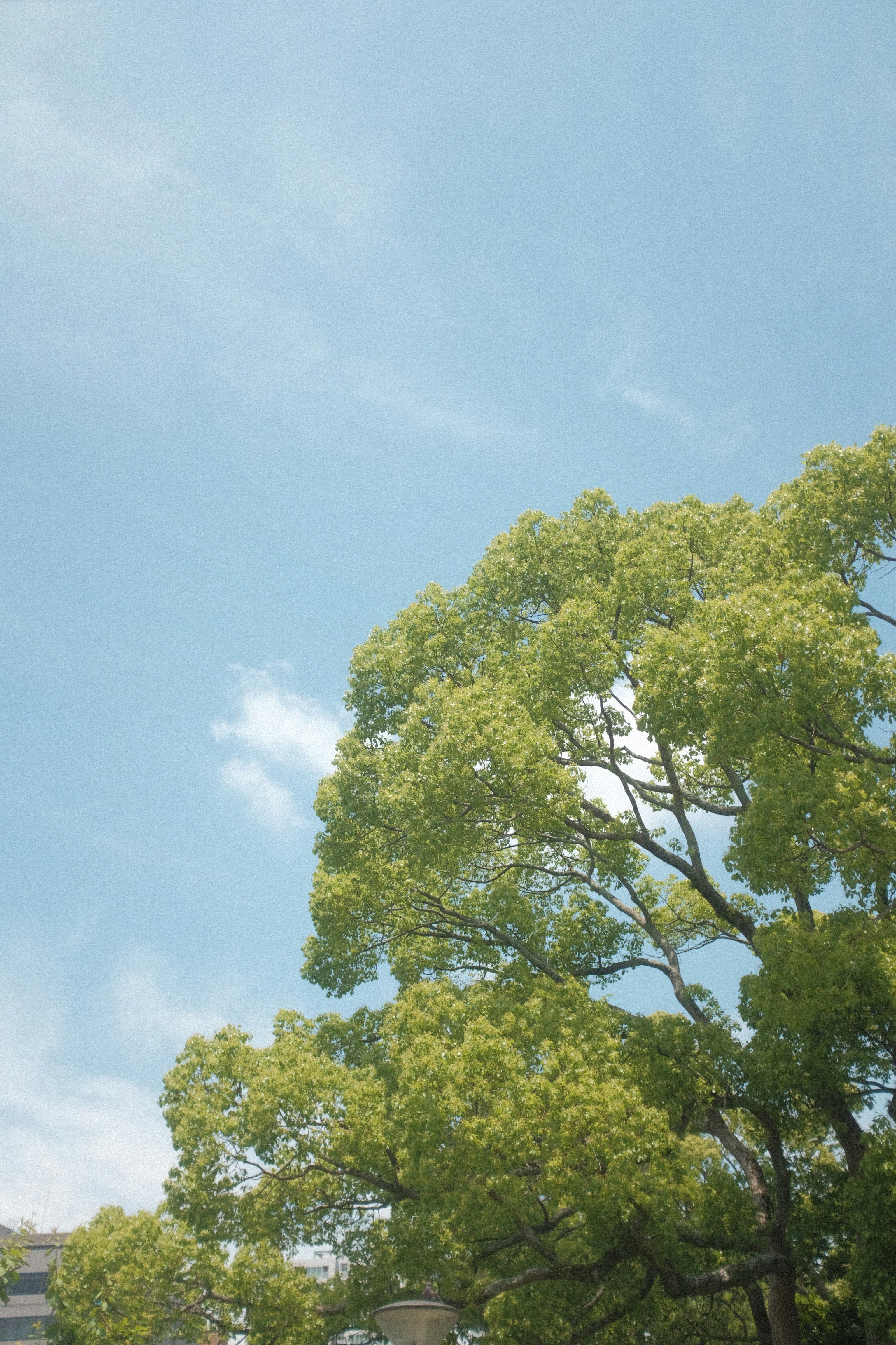 green tree under blue sky during daytime